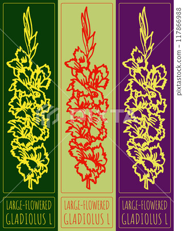 Vector drawing LARGE-FLOWERED GLADIOLUS. Hand drawn illustration. Latin name is GLADIOLUS L 117866988