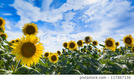 向著太陽 向著太陽 117867136