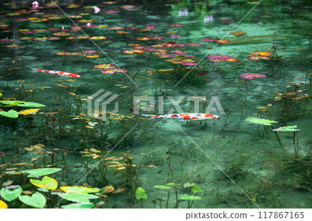 Nameless Pond (Monet's Pond) Seki City, Gifu Prefecture Nameless Pond (Monet's Pond) Seki City, Gifu Prefecture 117867165