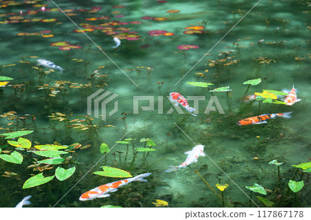 Nameless Pond (Monet's Pond) Seki City, Gifu Prefecture Nameless Pond (Monet's Pond) Seki City, Gifu Prefecture 117867178