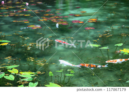 Nameless Pond (Monet's Pond) Seki City, Gifu Prefecture 117867179
