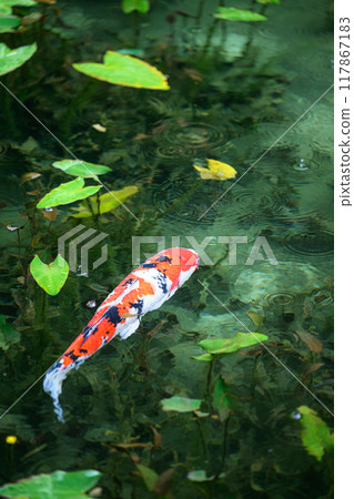 Nameless Pond (Monet's Pond) Seki City, Gifu Prefecture 117867183