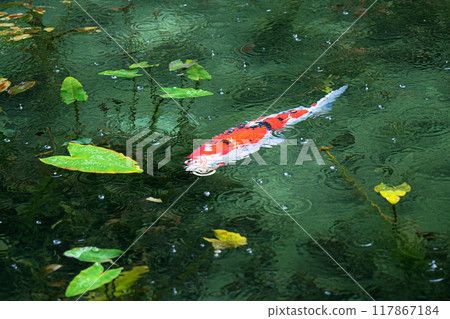 Nameless Pond (Monet's Pond) Seki City, Gifu Prefecture Nameless Pond (Monet's Pond) Seki City, Gifu Prefecture 117867184