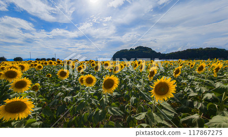 Sunflowers blooming towards the blue sky Sunflowers blooming towards the blue sky 117867275