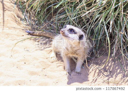 Raise your face Meerkat Raise your face Meerkat 117867492