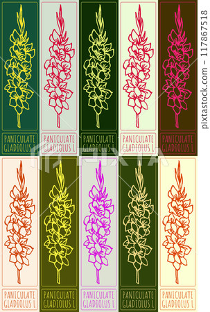 Set of vector drawing PANICULATE GLADIOLUS in various colors. Hand drawn illustration. Latin name is GLADIOLUS L Set of vector drawing PANICULATE GLADIOLUS in various colors. Hand drawn illustration. Latin name is GLADIOLUS L 117867518