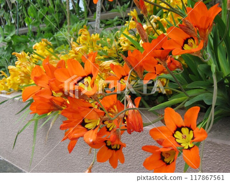 它原產於南非,開出艷麗的花朵,色彩對比強烈。 它原產於南非,開出艷麗的花朵,色彩對比強烈。 117867561