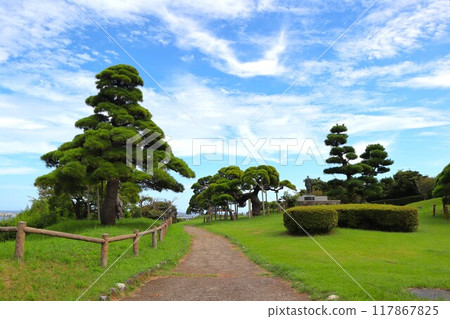 Minato Palace Pine Tree (Minato Chuo 1-chome, Hitachinaka City, Ibaraki Prefecture) Minato Palace Pine Tree (Minato Chuo 1-chome, Hitachinaka City, Ibaraki Prefecture) 117867825