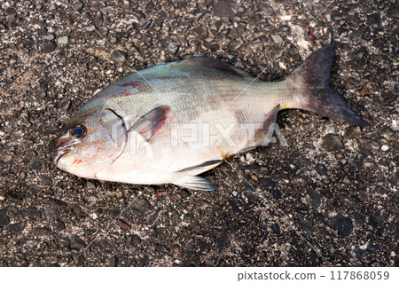 Fish caught from the embankment: Japanese smelt Fish caught from the embankment: Japanese smelt 117868059
