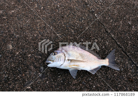 Fish caught from the embankment: Hedai, flathead sea bream Fish caught from the embankment: Hedai, flathead sea bream 117868189