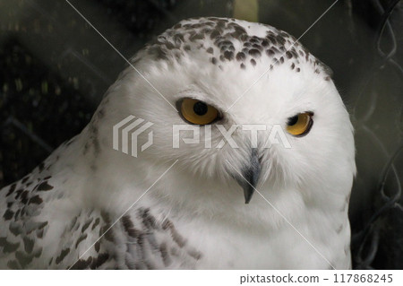 A dignified white owl at Tama Zoo in early autumn A dignified white owl at Tama Zoo in early autumn 117868245