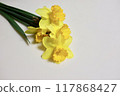 Yellow cut daffodils 117868427