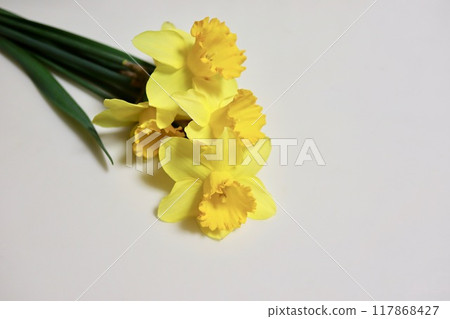 Yellow cut daffodils Yellow cut daffodils 117868427