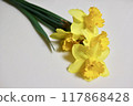Yellow cut daffodils 117868428