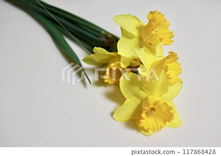 水仙花切花黃色 117868428