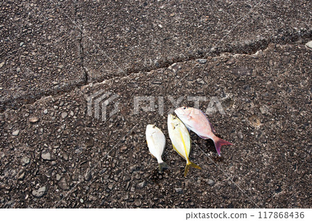 Fish caught from the embankment: sea bream, red sea bream, Japanese sea bream, flathead sea bream, striped jack Fish caught from the embankment: sea bream, red sea bream, Japanese sea bream, flathead sea bream, striped jack 117868436