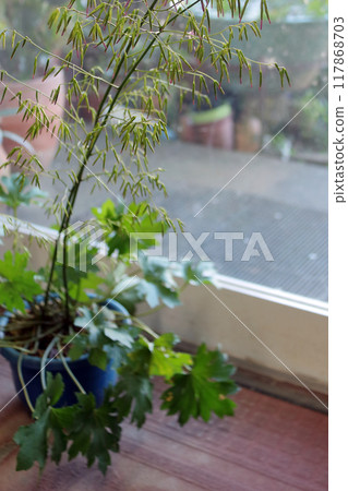 Kusayade (Kusayatte) 菊科 Kusayade (Kusayatte) 菊科 117868703