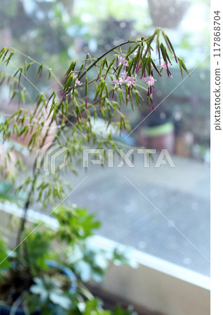 Kusayade (Kusayatte) 菊科 Kusayade (Kusayatte) 菊科 117868704