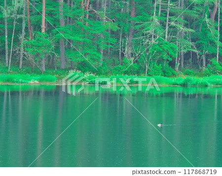 Deep green Mishaka Pond and waterfowl in light rain 117868719