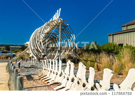 Complete blue whale skeleton on display at a Marine Laboratory of the University of California, Santa Cruz, United States 117868788