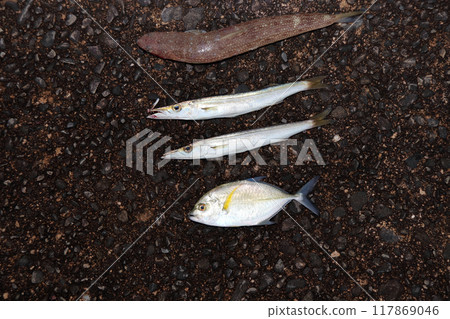 堤防捕獲的魚：Eso、梭魚、鍍竹莢魚、黑竹莢魚 117869046