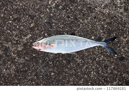 堤壩捕獲的魚:池鰹魚、生鰹魚、反鉤鰹魚 堤壩捕獲的魚:池鰹魚、生鰹魚、反鉤鰹魚 117869281