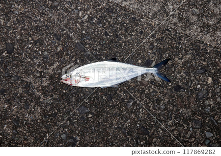 堤壩捕獲的魚：池鰹魚、生鰹魚、反鉤鰹魚 117869282