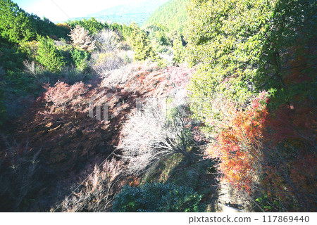 宮地山的秋葉美麗 117869440
