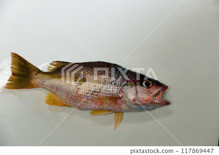 從堤壩捕獲的魚 Ojisan,叔叔,叔叔 從堤壩捕獲的魚 Ojisan,叔叔,叔叔 117869447