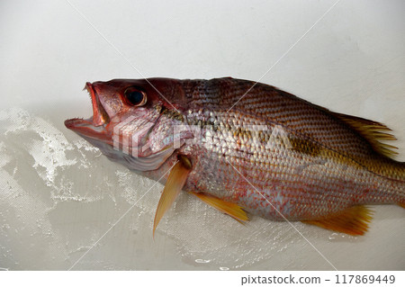 從堤壩捕獲的魚 Ojisan，叔叔，叔叔 117869449