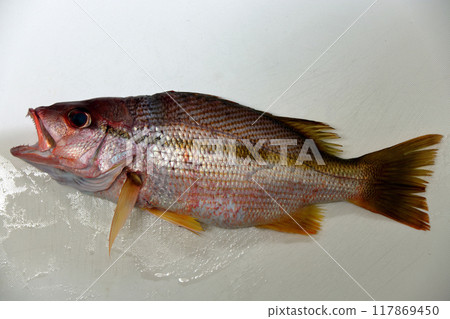 從堤壩捕獲的魚 Ojisan,叔叔,叔叔 從堤壩捕獲的魚 Ojisan,叔叔,叔叔 117869450