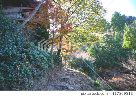 宮地山的秋葉美麗 宮地山的秋葉美麗 117869518
