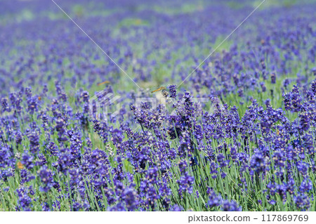 [Lavender field: Nananarisawa and dragonflies] 117869769