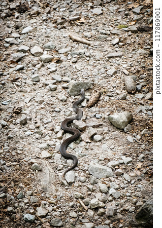 Natrix snake, Low Tatras, Slovakia Natrix snake, Low Tatras, Slovakia 117869901