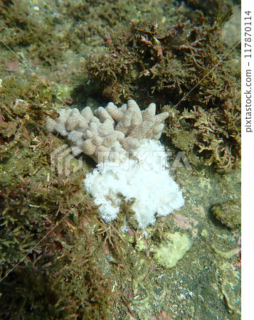 A school of fingerless long-fingered sea slugs 117870114