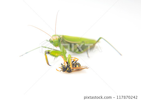 praying mantis caught a wasp for food close-up on a white background. 117870242