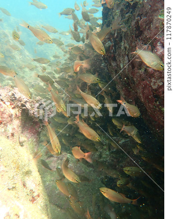 移動中的念佛台 117870249