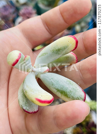 Stem of cotyledon orbiculata variegated succulent plant in female hand Stem of cotyledon orbiculata variegated succulent plant in female hand 117870255