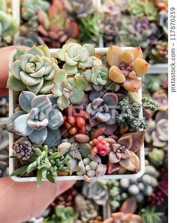 Gardering and succulent propagation. Mini Succulent garden with baby succulent flower rosette  117870259