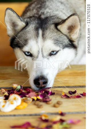 Husky dog close-up head portrait, summer 117870328