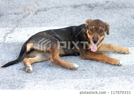 Brown mutt puppy street dog lying down outdoors Brown mutt puppy street dog lying down outdoors 117870331