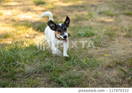 Close-up portrait of dog jack russell running Close-up portrait of dog jack russell running 117870332