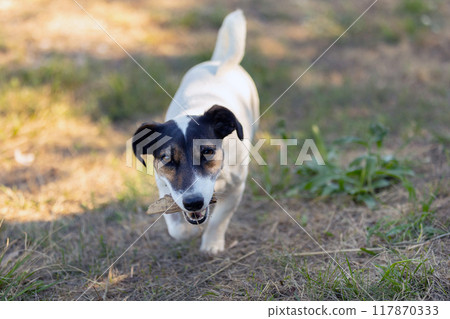 Close-up portrait of dog jack russell running Close-up portrait of dog jack russell running 117870333