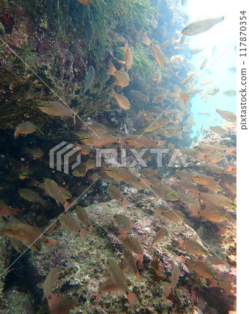 Nembutsudai羊群 117870354