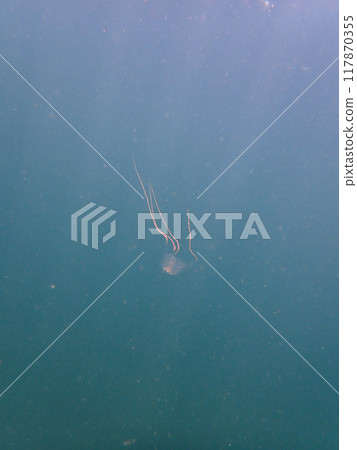 安東水母 117870355