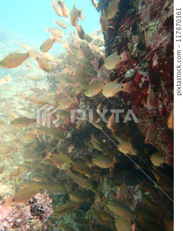 白鮭魚群 117870361