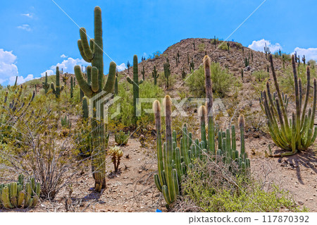 Desert Botanical Garden, Phoenix, Arizona Desert Botanical Garden, Phoenix, Arizona 117870392