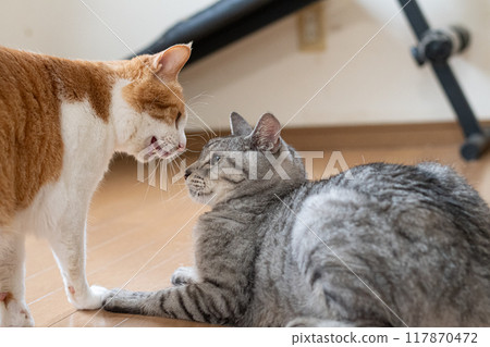 Two cats glaring at each other 117870472