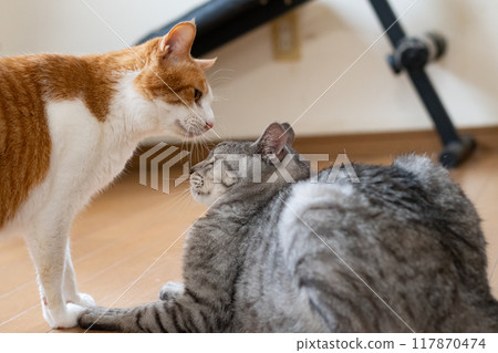 兩隻貓互相怒目而視 117870474