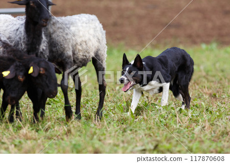 Border Collie sheepdog working with a flock of sheep 117870608